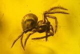 Two Fossil Flies (Diptera) & Two Spiders (Araneae) In Baltic Amber #159796-3